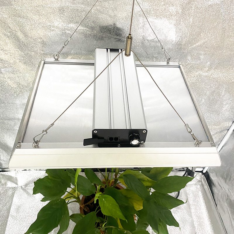 CUANTUM INTEROTOR LED Cultive la luz para los tomates
