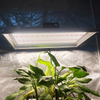 Luz de cultivo LED profesional de 200w para plantas tropicales