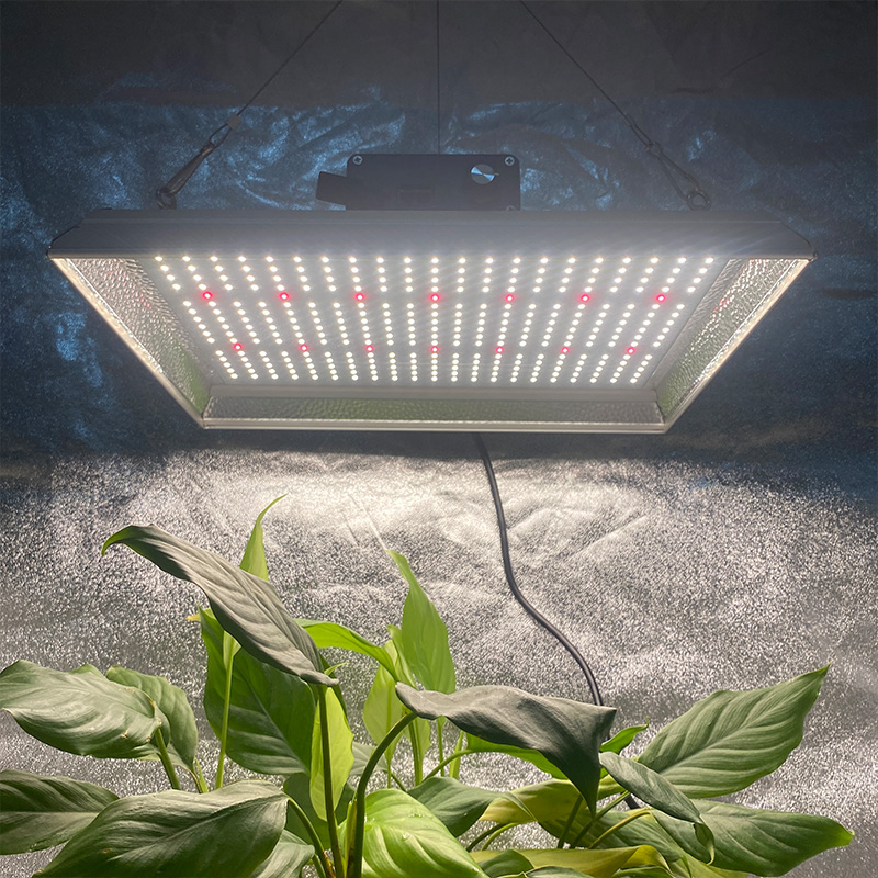 Hortícola 100W LED crece la luz para los chiles
