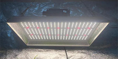La investigación sobre LED LED Cultive Light