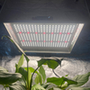 Luz de cultivo LED profesional de 100w para chiles
