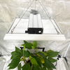 Hortícola 100W LED crece la luz para las plantas de la olla
