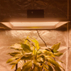 LED de alta eficiencia hidropónica Cultive la luz para los tomates